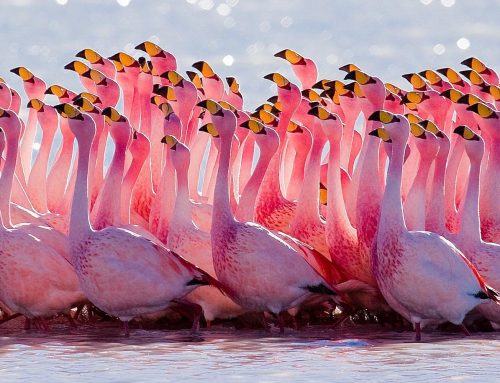 All about the FLAMINGOS